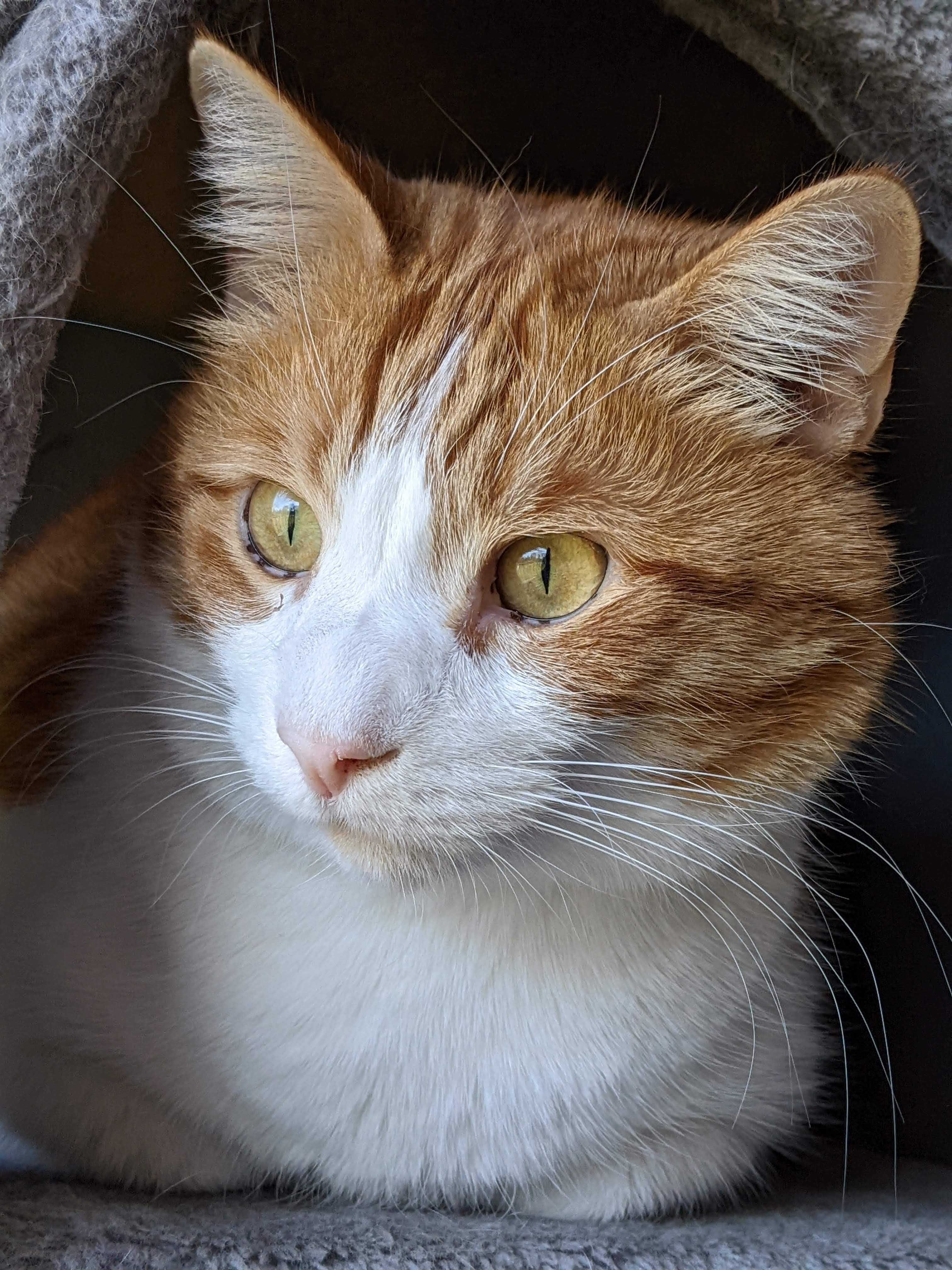 A photo of my cat